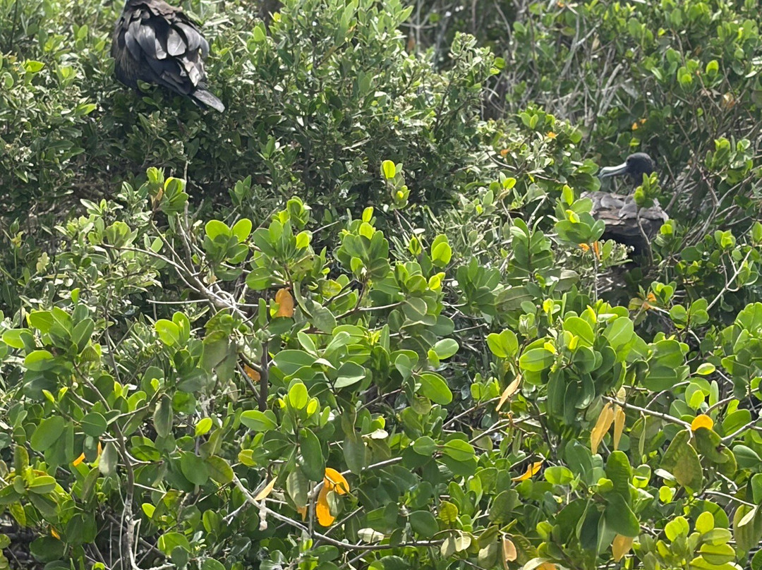Barbuda Leisure Day Tours-巴布达必去景点
