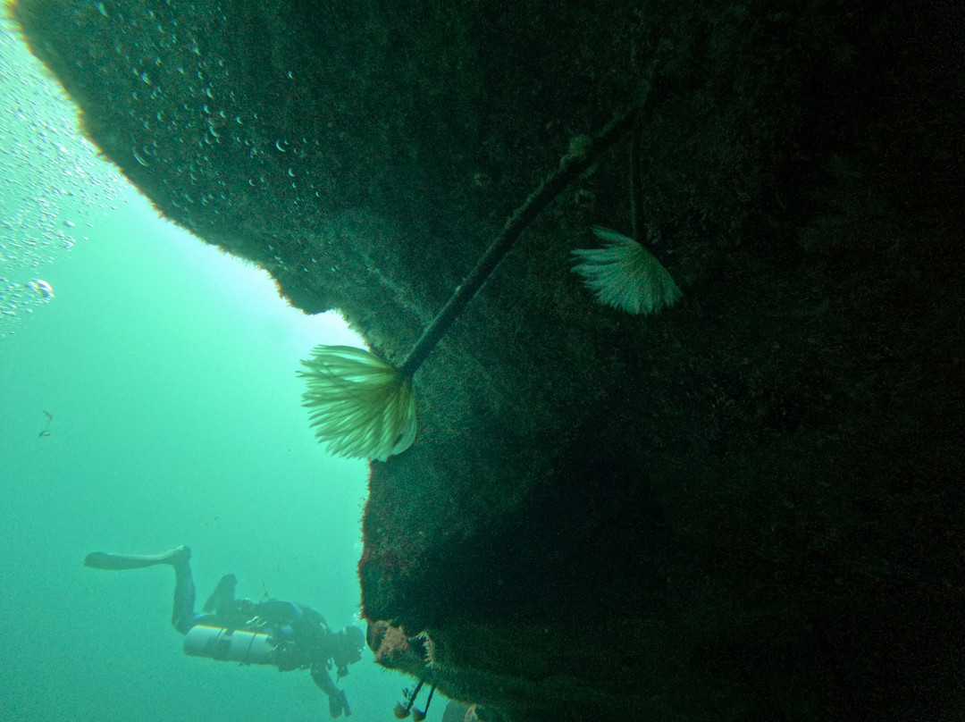 Azzurro - Dive Academy | Azores-Rabo de Peixe必去景点