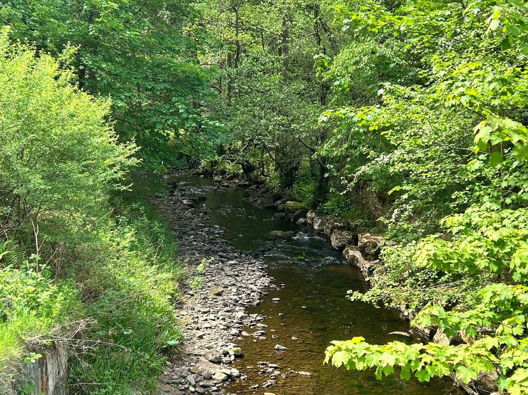 Hamsterley Forest-Hamsterley必去景点