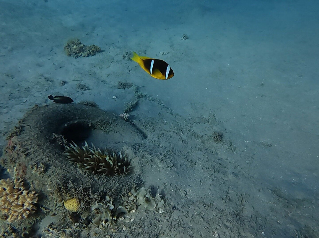 Fish & Friends Diving Centre-达哈卜必去景点