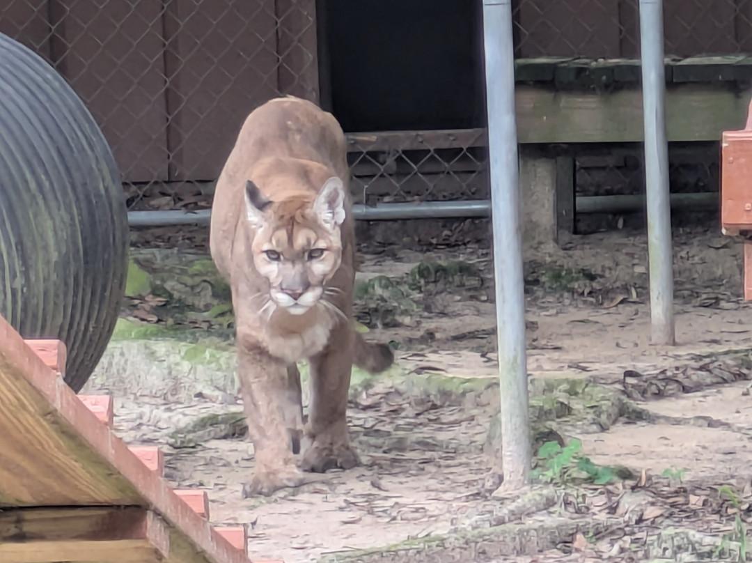 Bear Creek Feline Center-巴拿马城必去景点