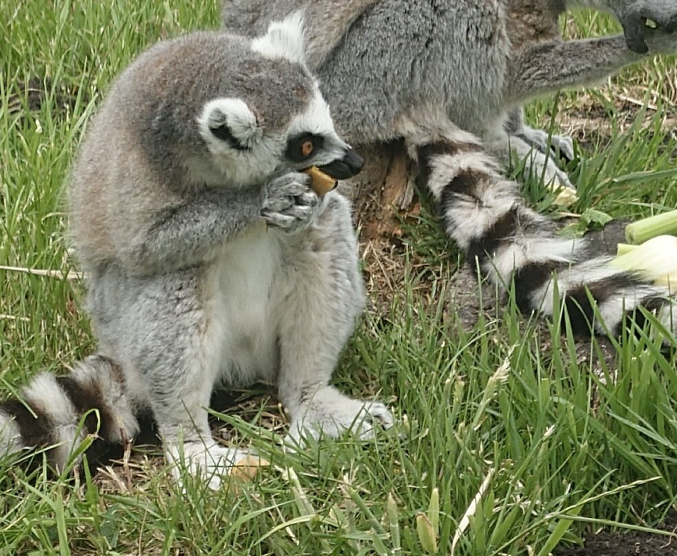 Peak Wildlife Park-Winkhill必去景点