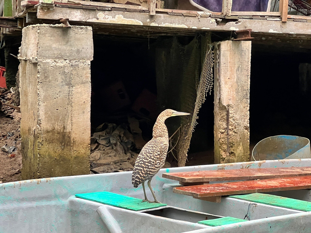 Mangrove Boat Tour-克波斯必去景点