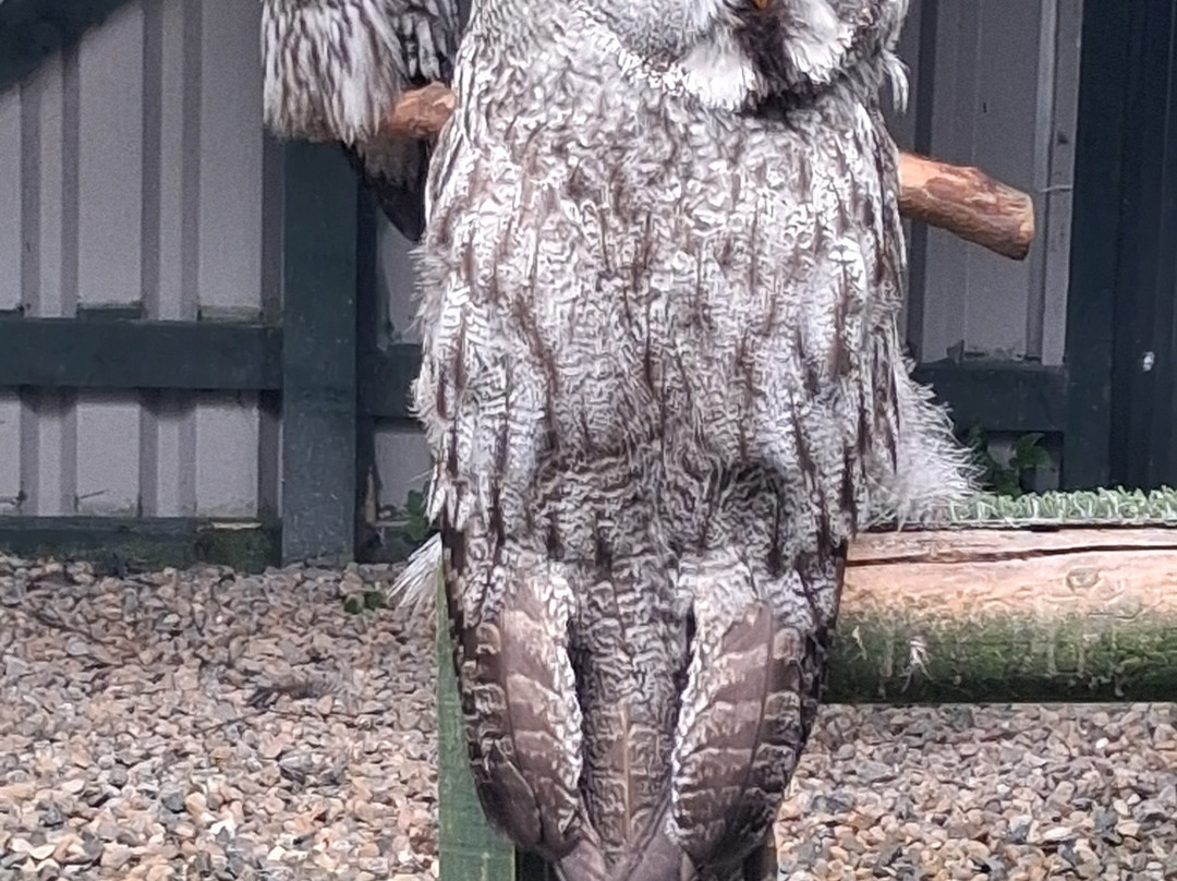 Falconry Days-赫克瑟姆必去景点