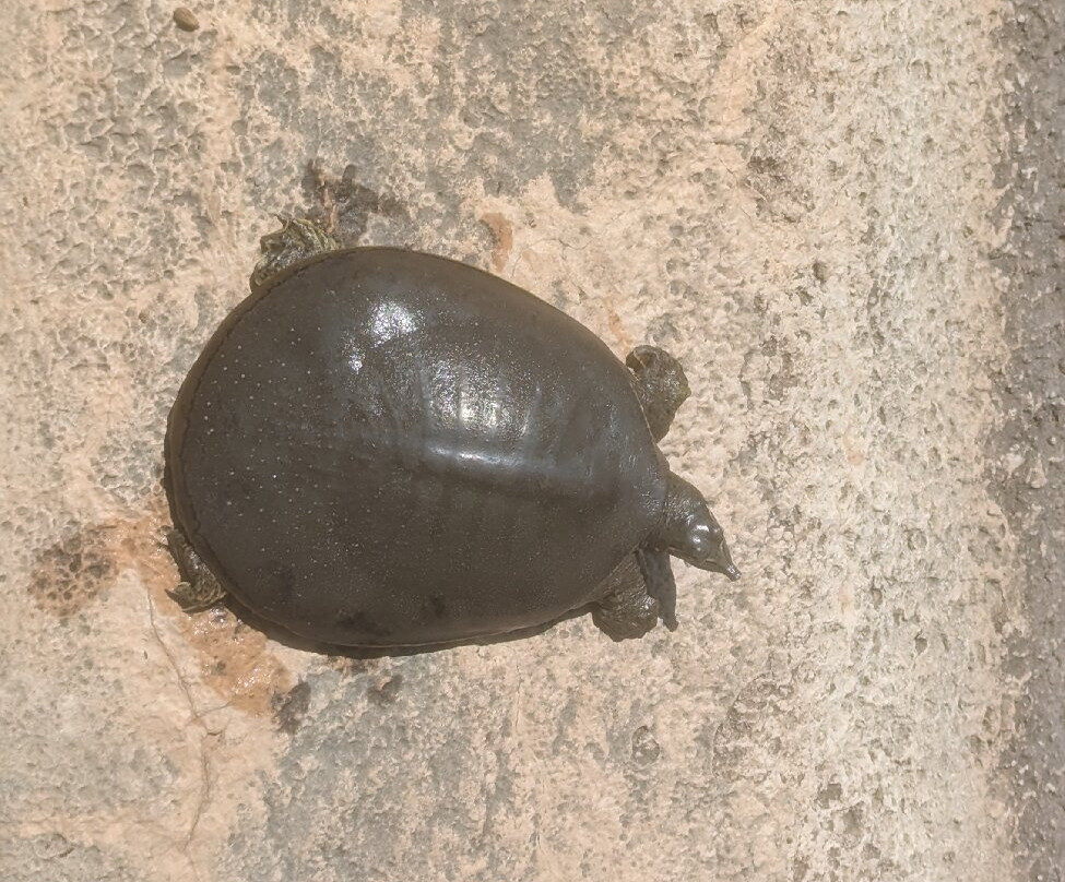 Living Desert Zoo and Gardens State Park-卡尔斯巴德必去景点