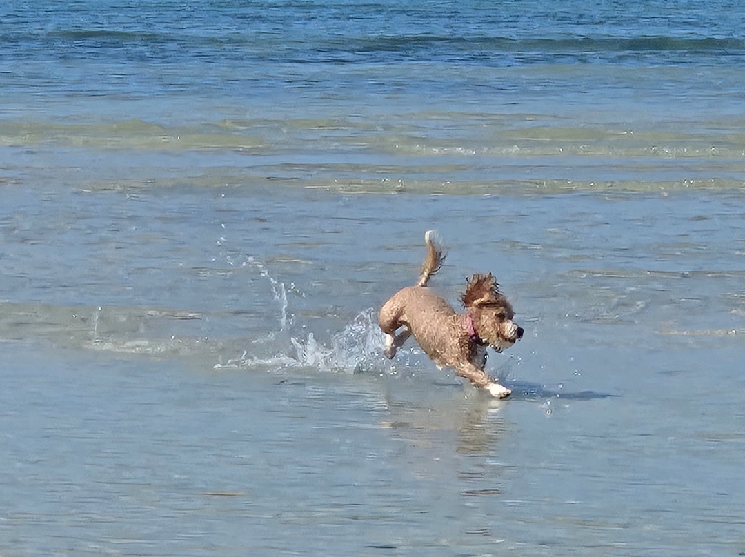 Dog Beach Park-博尼塔斯普林斯必去景点