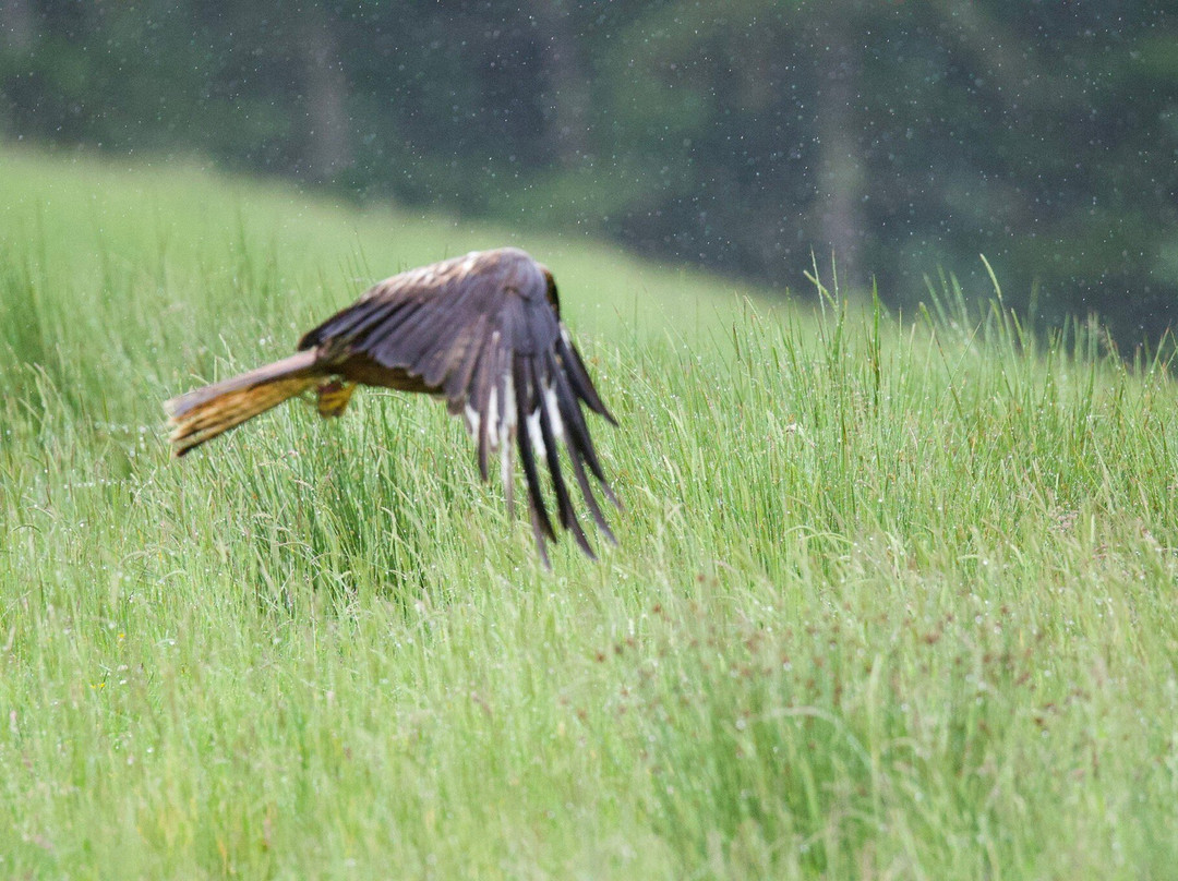 Argaty Red Kites-Doune必去景点