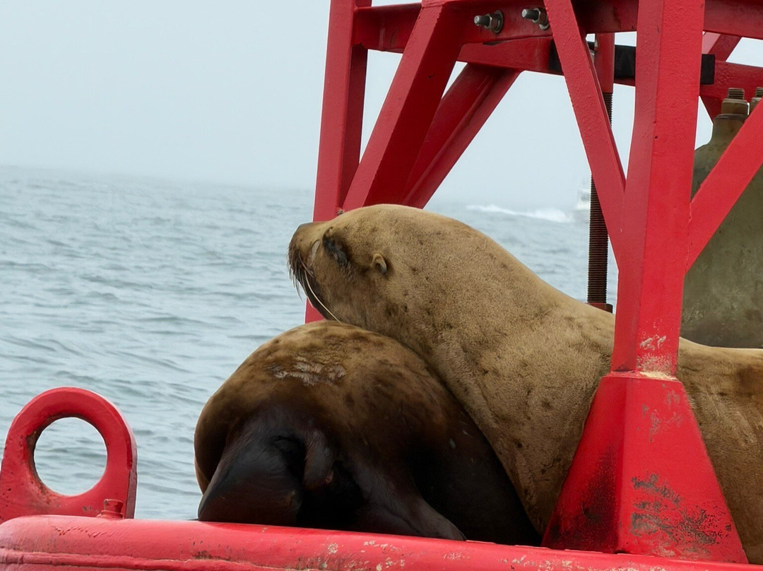 Whale Research EcoExcursions-Depoe Bay必去景点