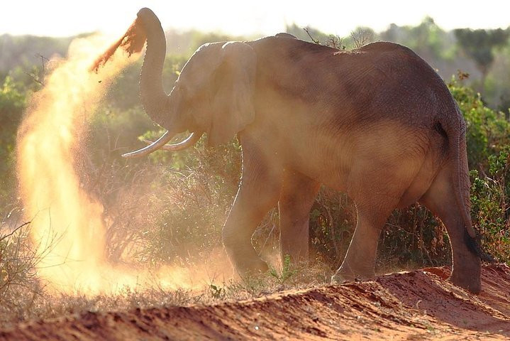 Tsavo Travel & Safaris-内罗毕必去景点