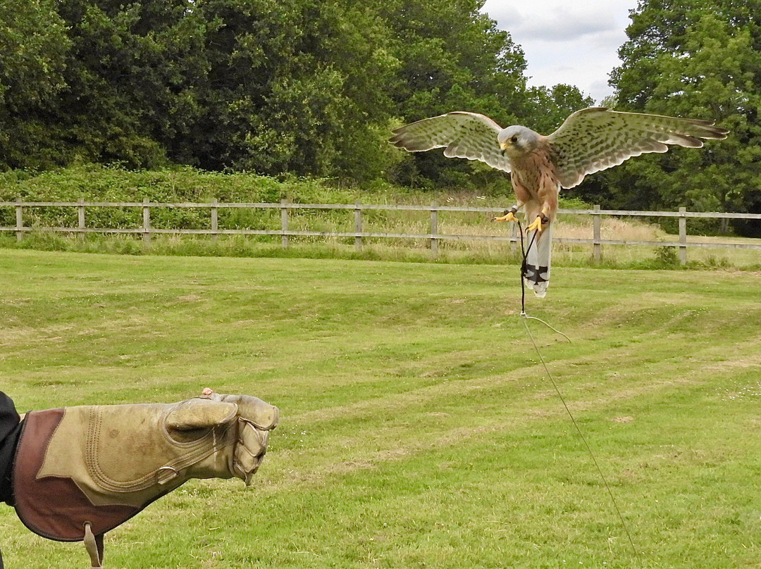 Surrey Hills Falconry-Ockley必去景点