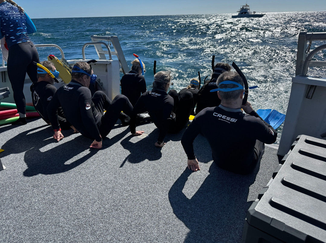 Ningaloo Discovery Whale Shark Tours-埃克斯茅斯必去景点