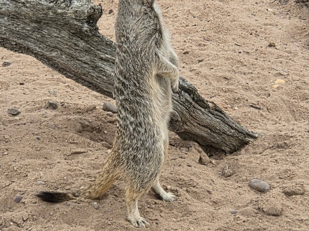 Yorkshire Wildlife Park-Auckley必去景点