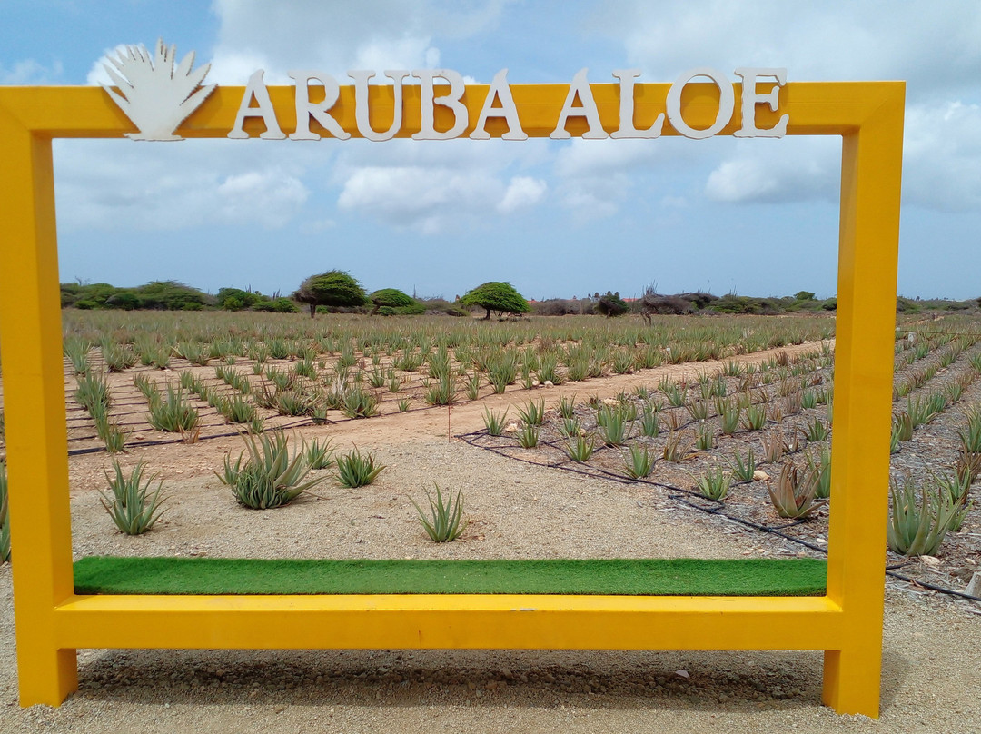 Aruba Aloe Factory, Museum and Store-阿鲁巴岛必去景点
