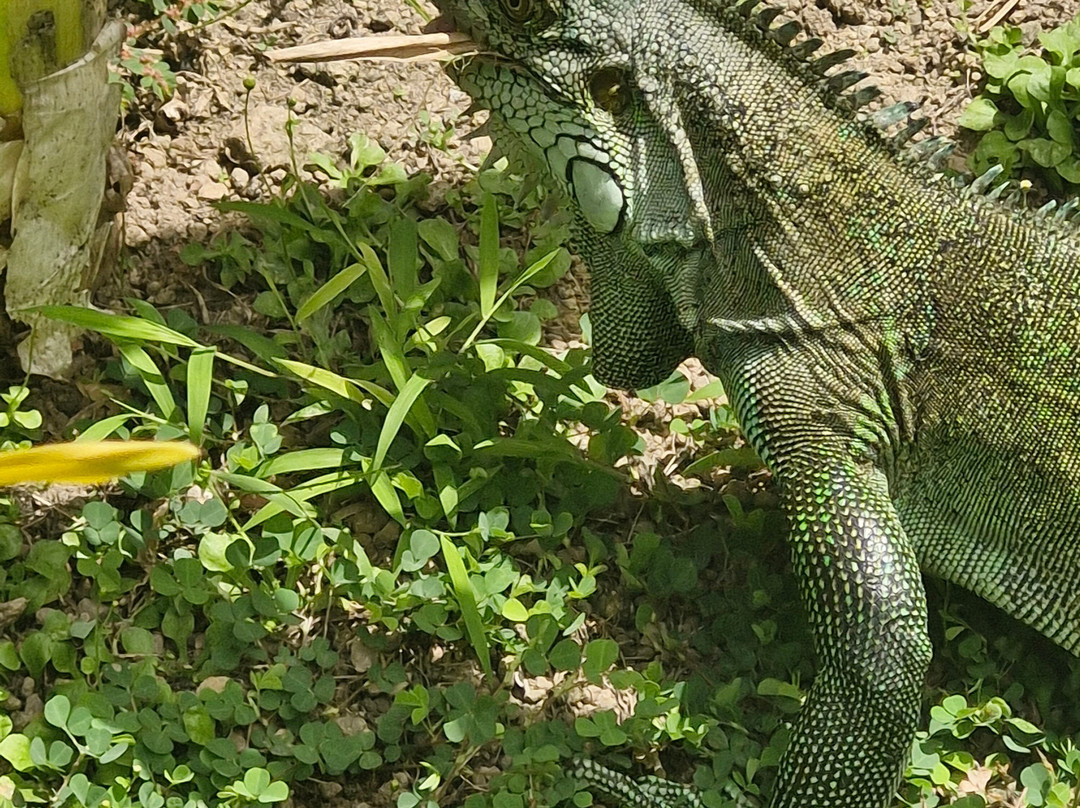 Zoo de Martinique-Le Carbet必去景点