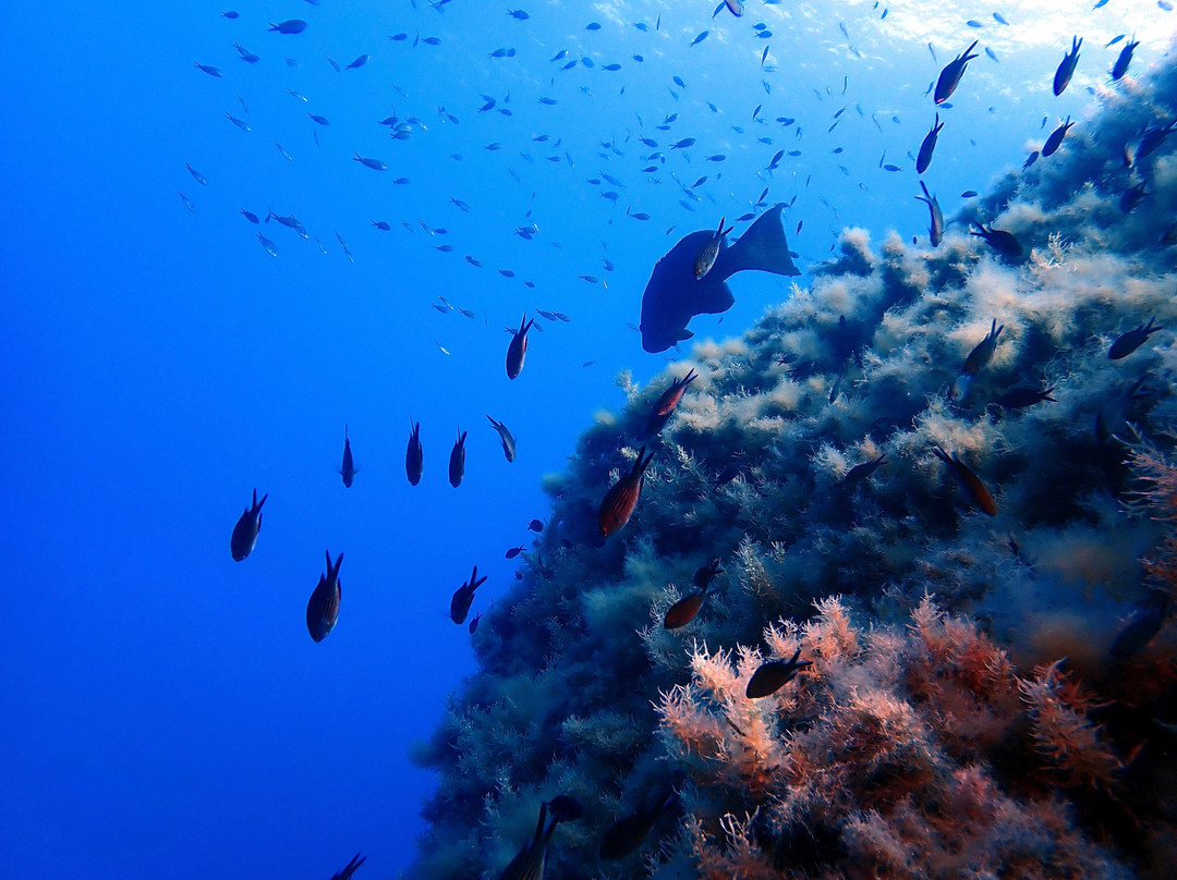 Orca Diving Ustica-Ustica必去景点