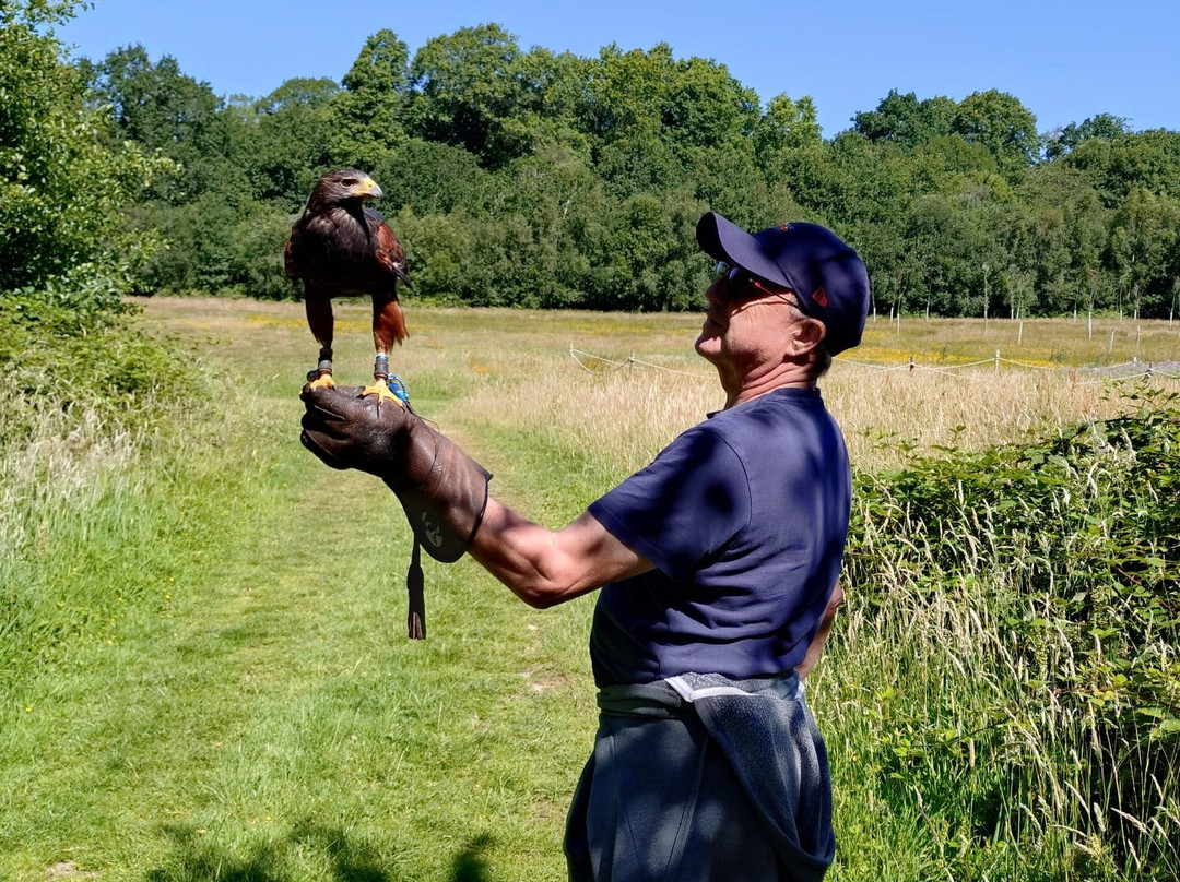 East Sussex Falconry-Herstmonceux必去景点
