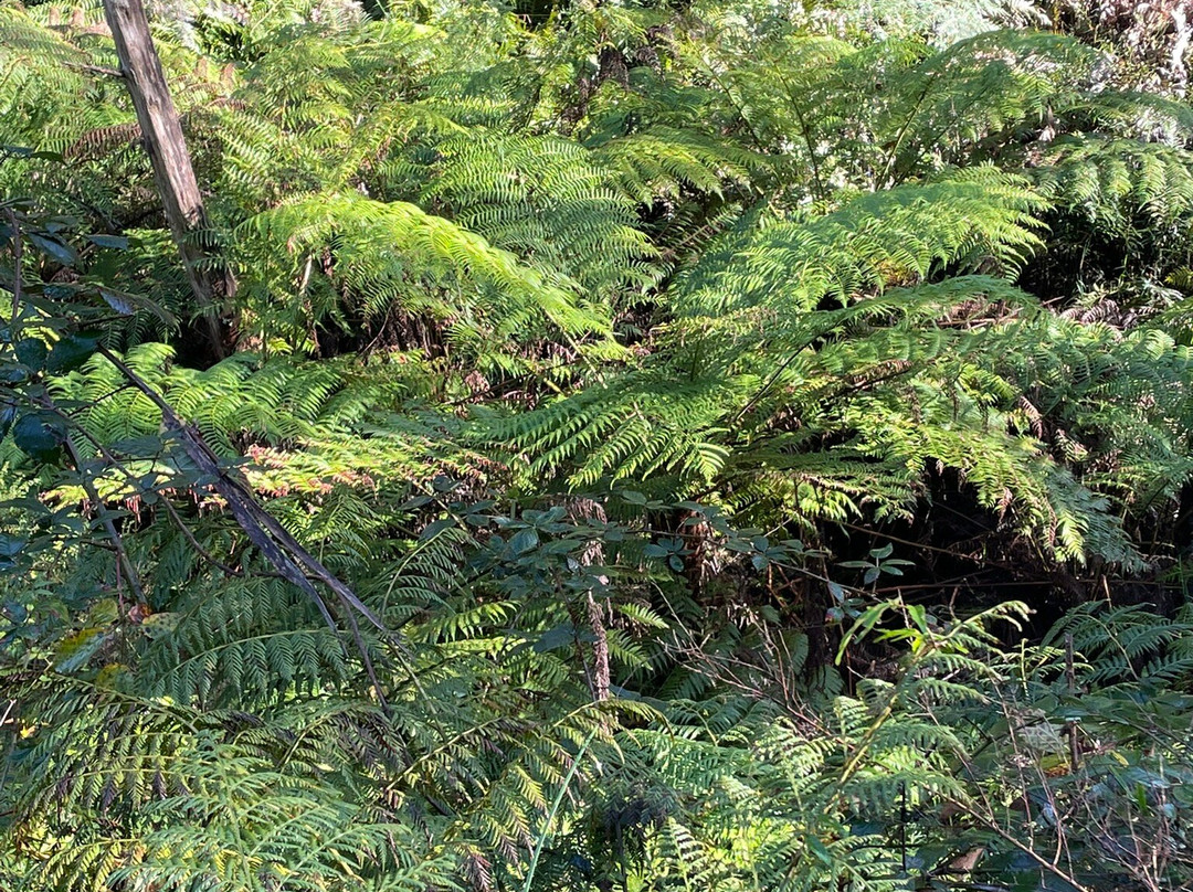 Maroondah Reservoir Park-希尔斯维尔必去景点
