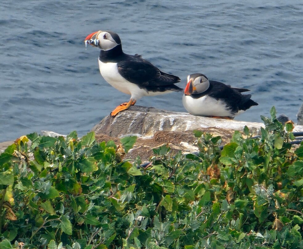 Serenity Farne Island Boat Tours-Seahouses必去景点