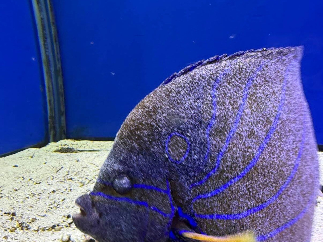 Abyss Fish Aquarium Goa-Verna必去景点
