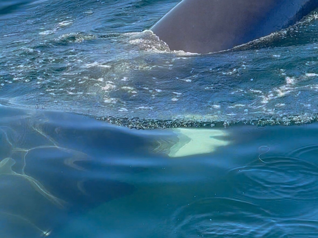 Capt. Mark's Whale and Seal Cruise-Pleasant Bay必去景点