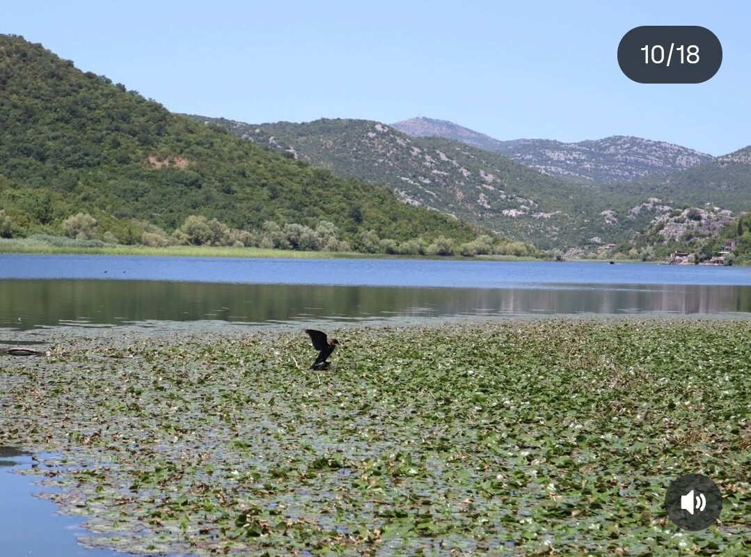 Skadar Lake Boat Tours "Sidro"-Rijeka Crnojevica必去景点