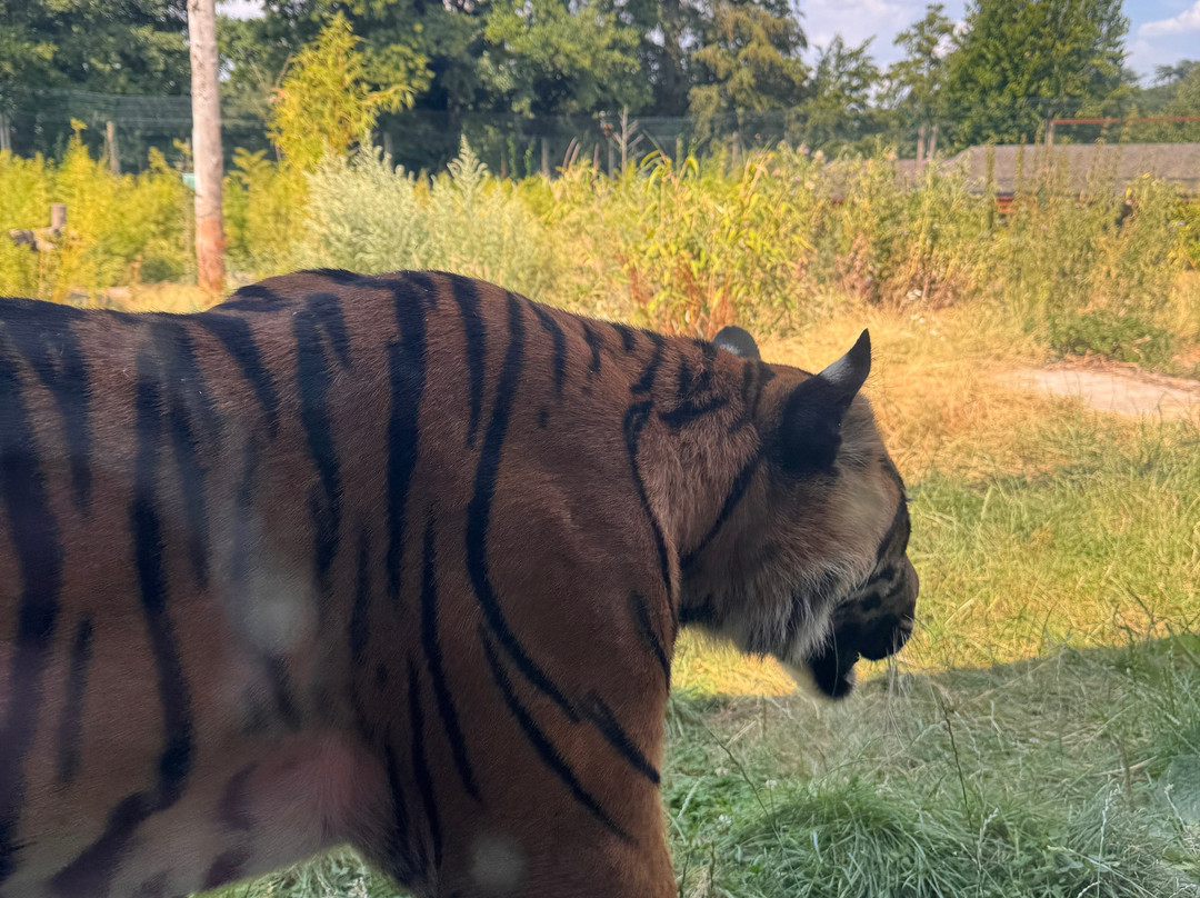 Safari Lodges At West Midlands Safari Park主图