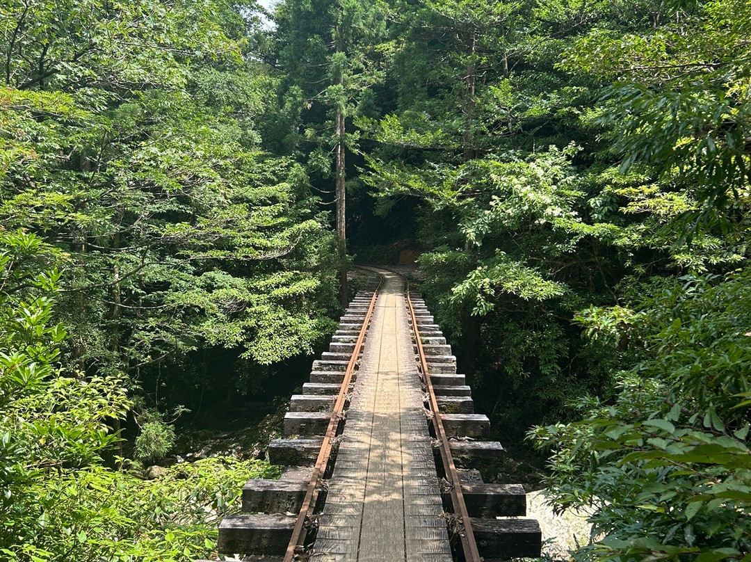 Yaksushima Trecking, Jomon Japanese Cedar Course-屋久岛町必去景点