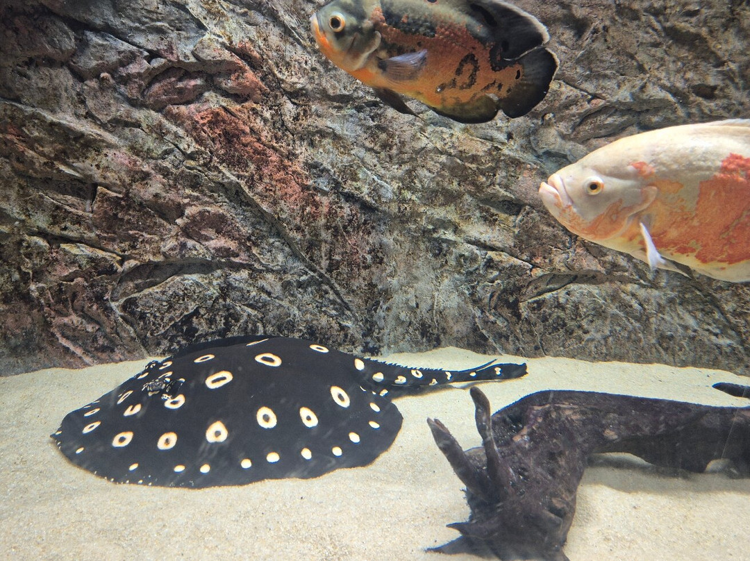 Museo di Storia Naturale - Universita di Pisa-Calci必去景点