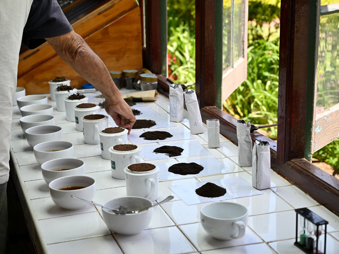 锡兰茶径 - 瑞莱斯和城堡 - 全包式主图