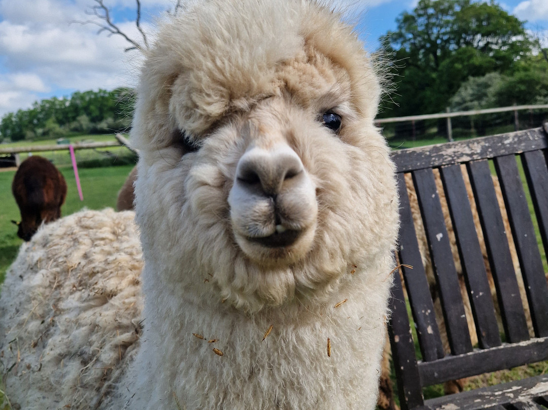 London Alpacas-Epping必去景点