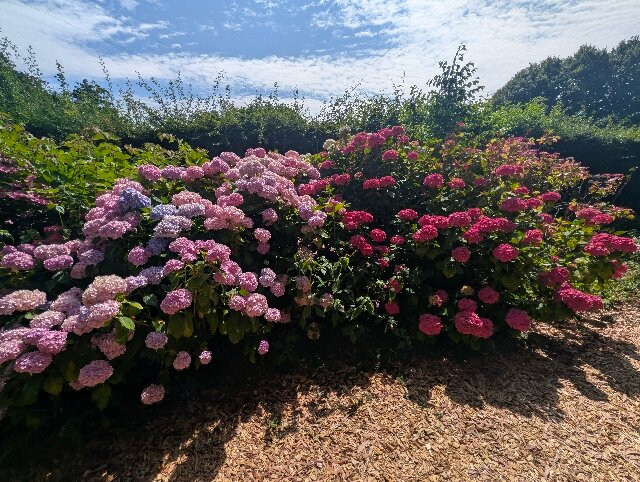 East Ruston Old Vicarage Garden-诺威奇必去景点