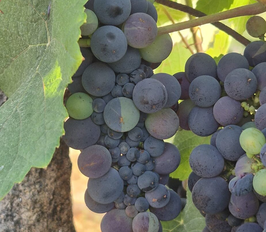Quinta Do Gato Enoturismo-Sao Pedro do Sul必去景点
