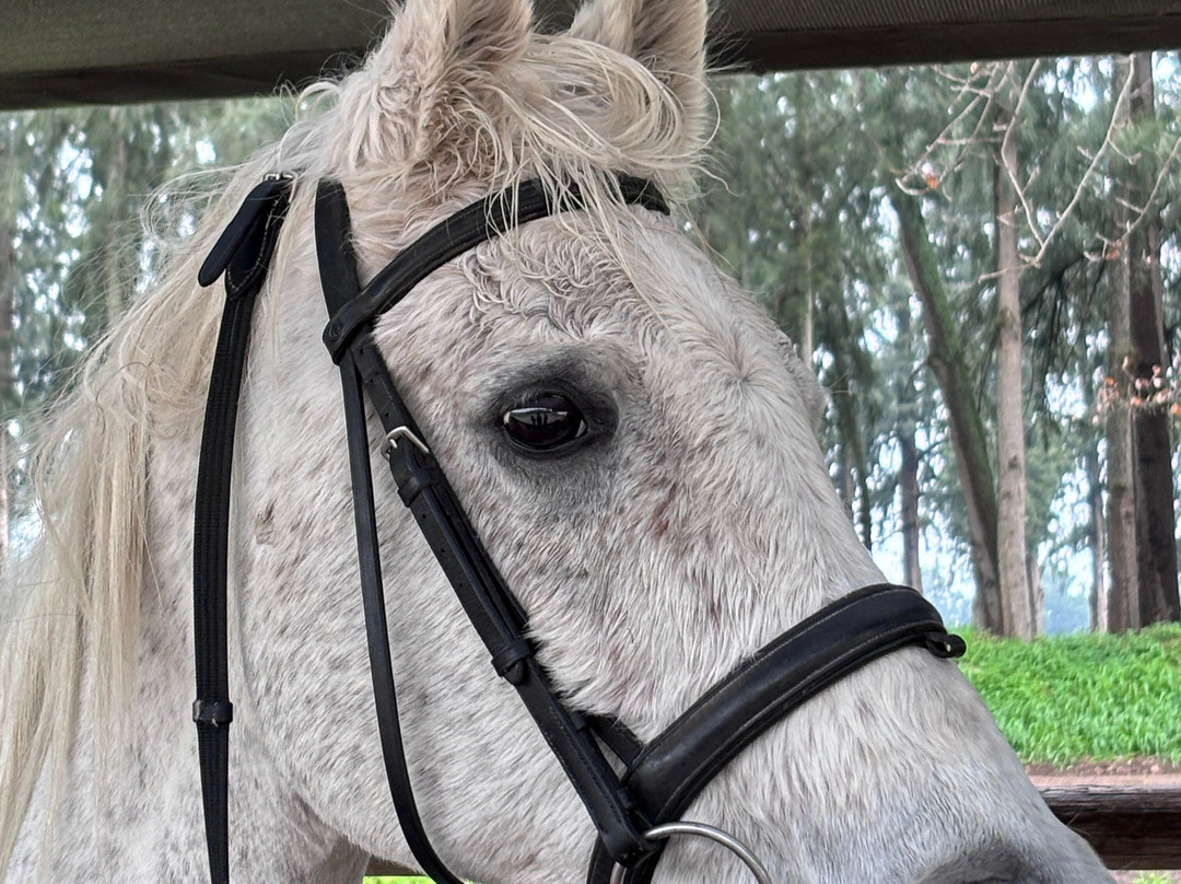Equine Sport Centre-斯泰伦博斯必去景点
