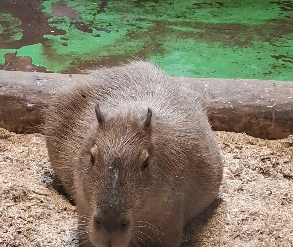 Fota Wildlife Park-Carrigtwohill必去景点
