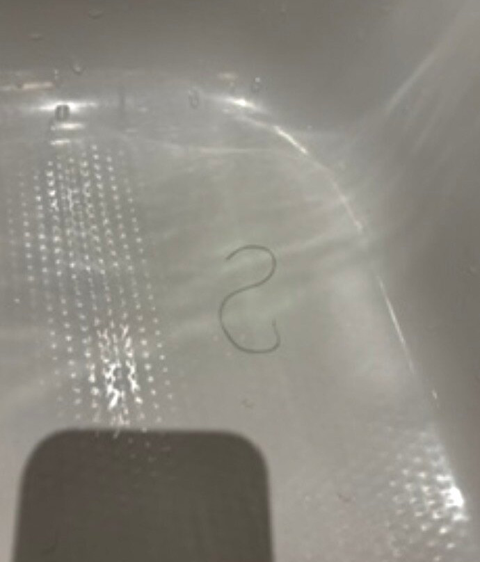 林肯白鹿酒店主图