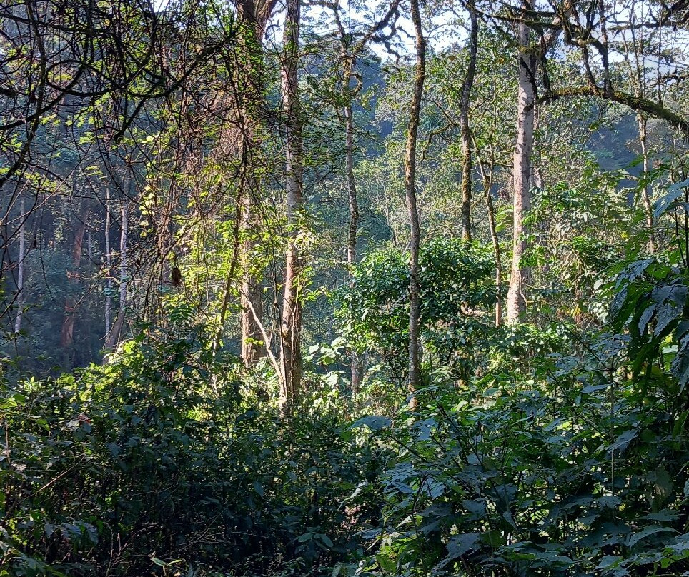 Bwindi Impenetrable Forest-Western Region必去景点