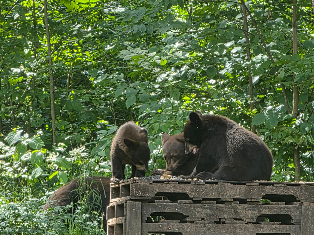 Vince Shute Wildlife Sanctuary-Orr必去景点