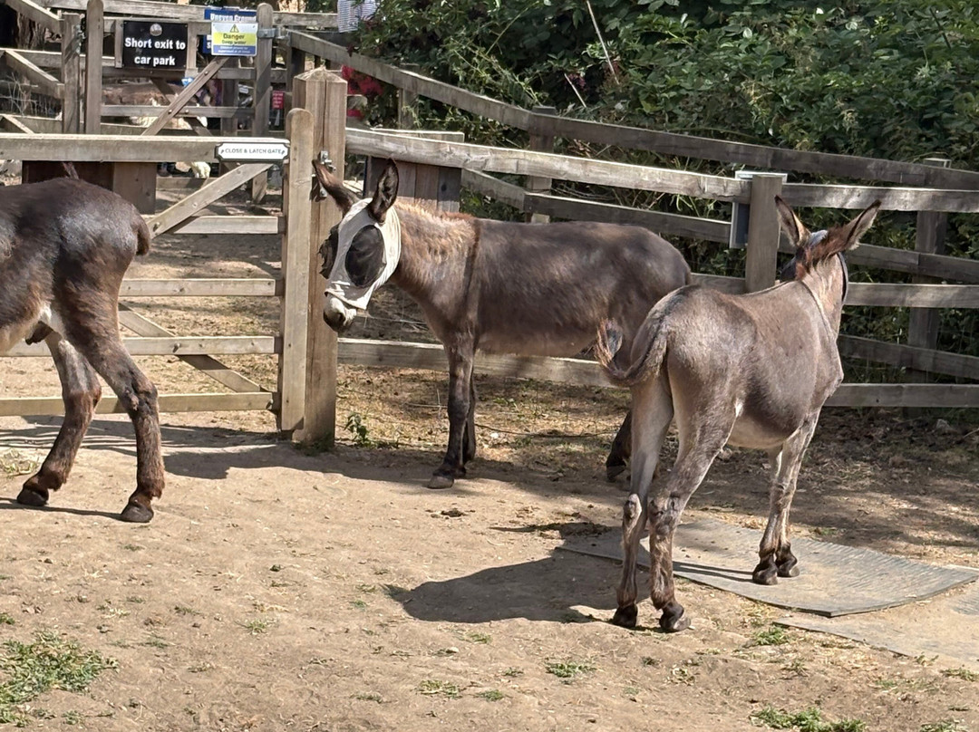 Stantons Farm - Petting Farm-Black Notley必去景点