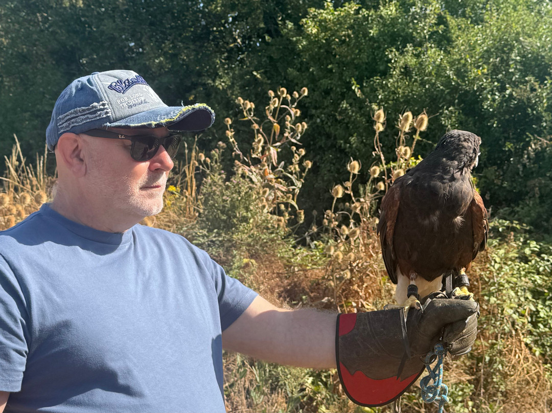 Lavenham Falconry-Monks Eleigh必去景点