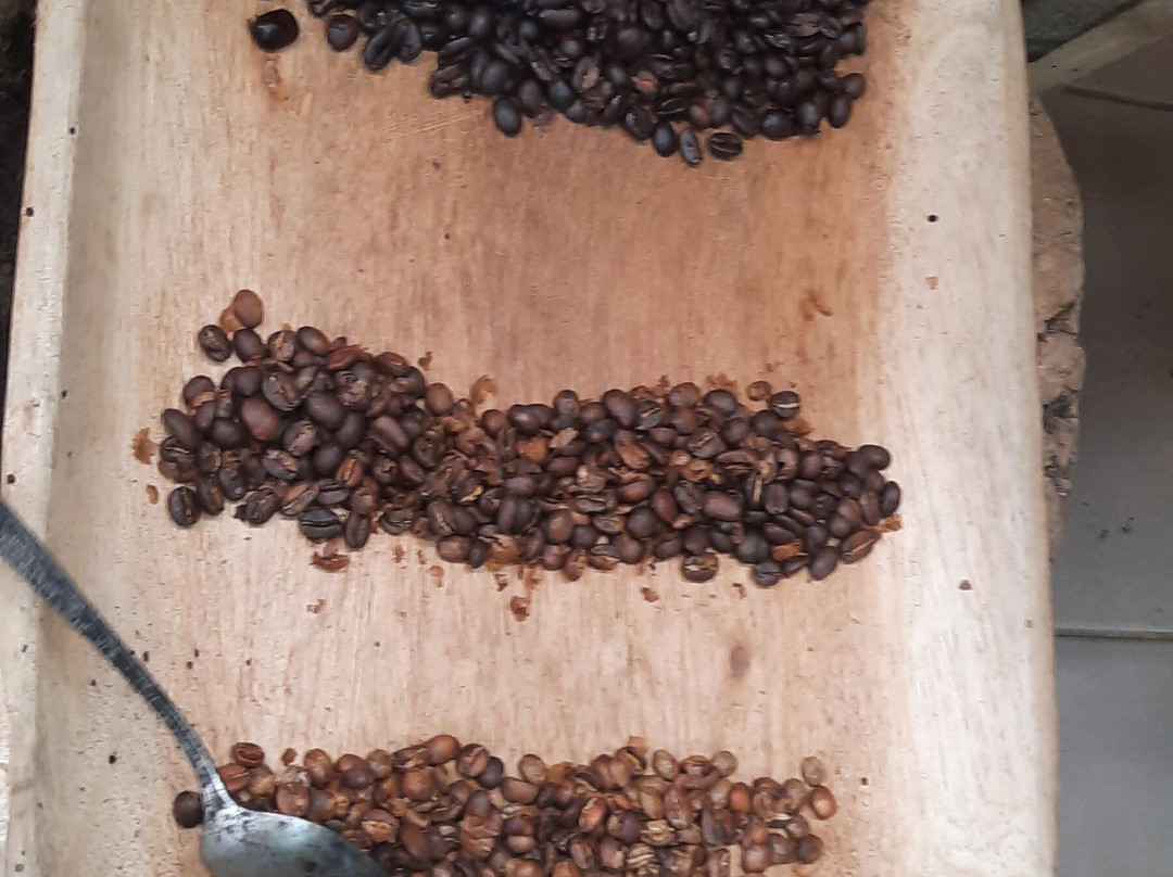 Cafetales Don Alfredo - La Milagrosa Coffee Tour-波魁特必去景点