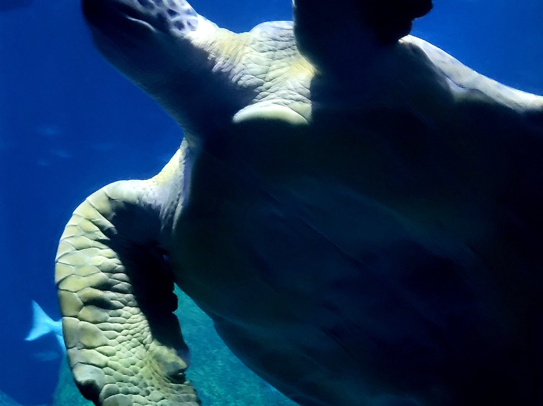 田纳西水族馆-查塔努加必去景点