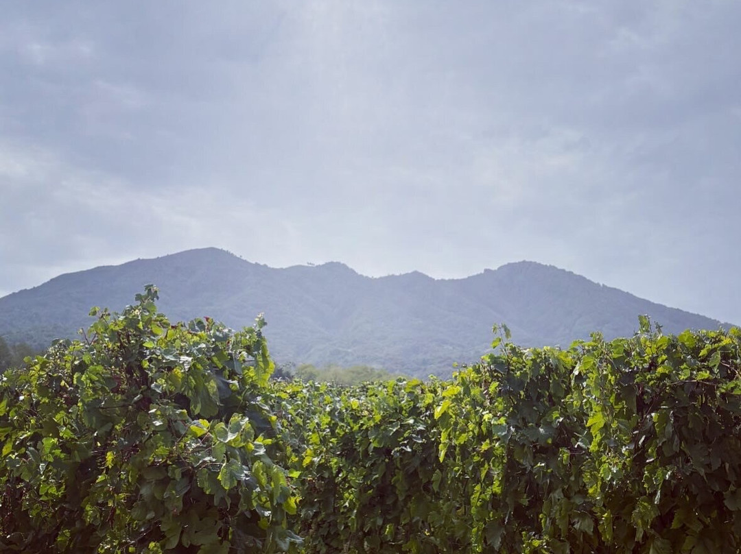 Cantine Olivella-Sant'Anastasia必去景点