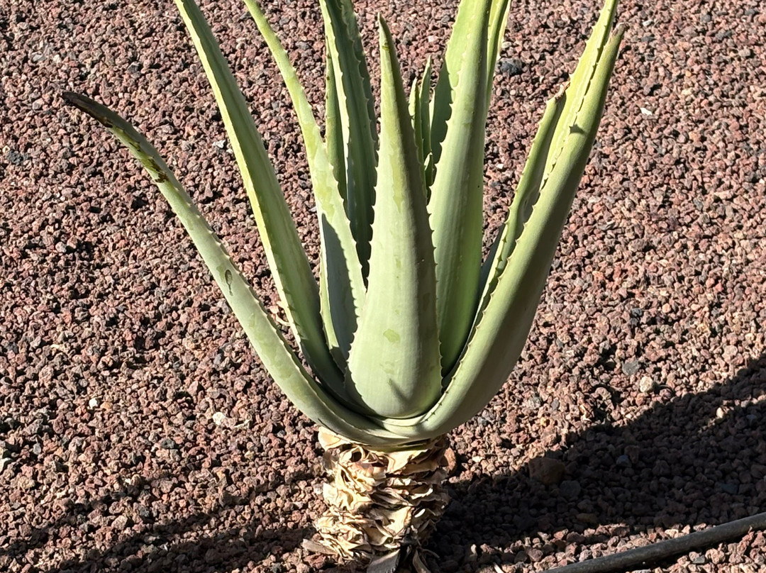 Finca Canarias Aloe Vera-特尔德必去景点