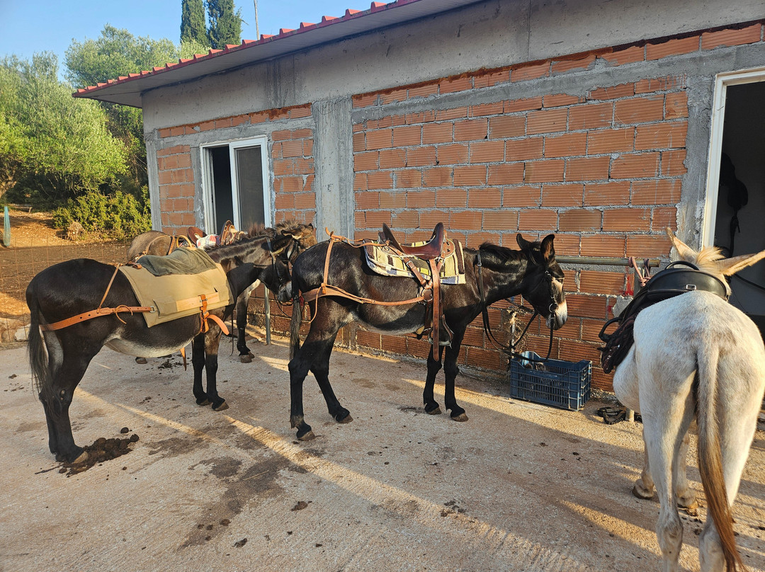 Donkey Trekking Kefalonia-萨米必去景点