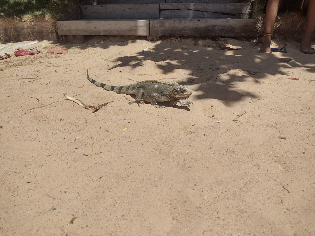 Jericoacoara Beach-杰里科科拉必去景点