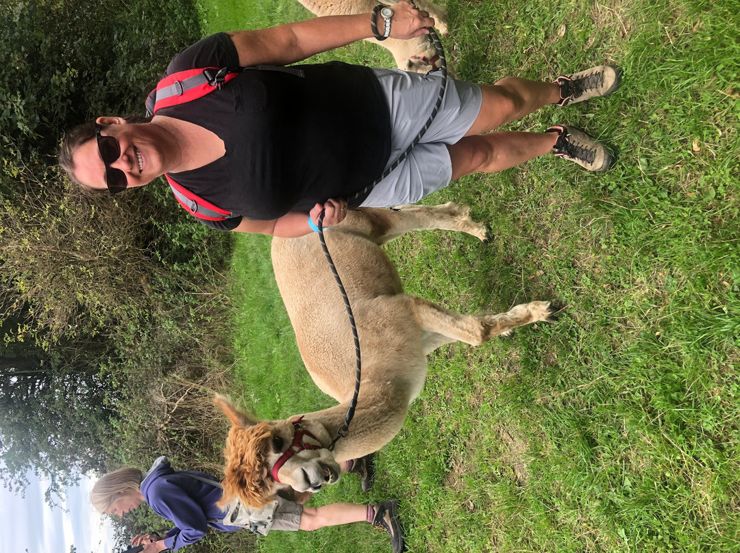 Charnwood Forest Alpacas-Boundary必去景点