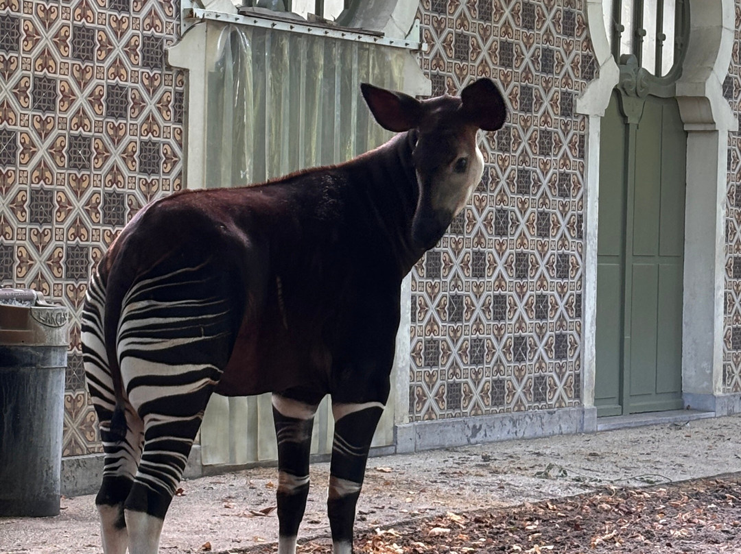 Zoo Antwerpen (dierentuin)-安特卫普必去景点
