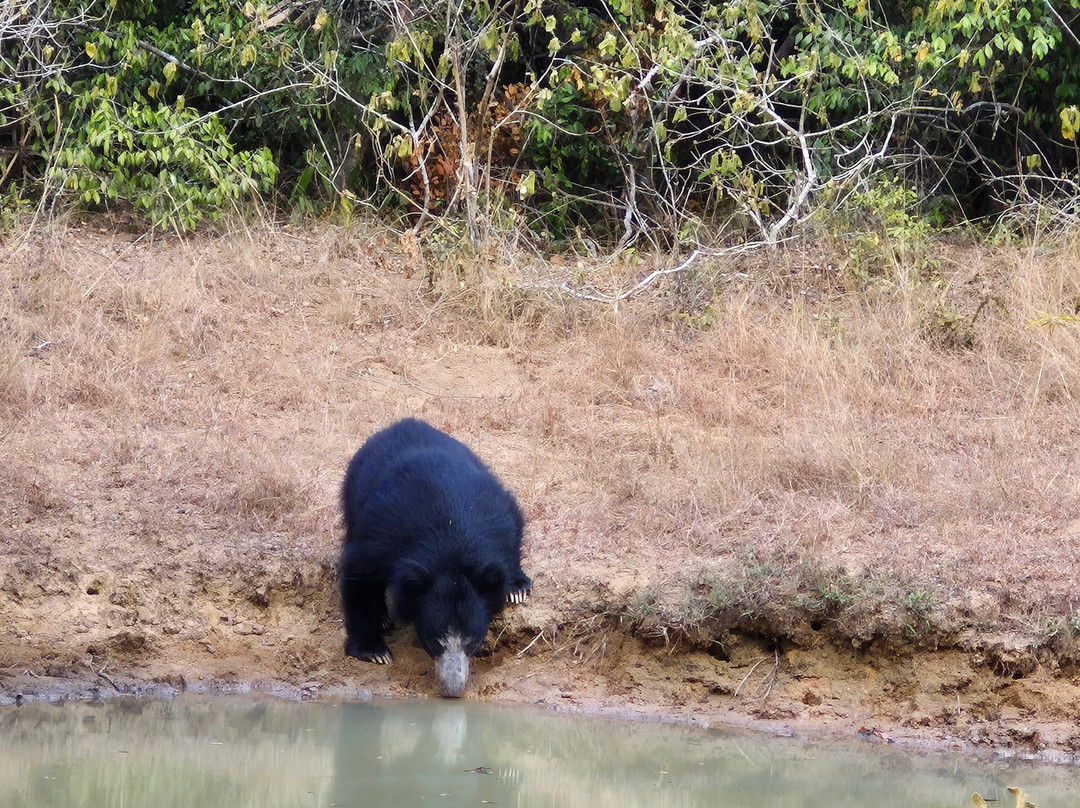 Thamaravila Wilpattu Luxury Tented Safari Villas主图