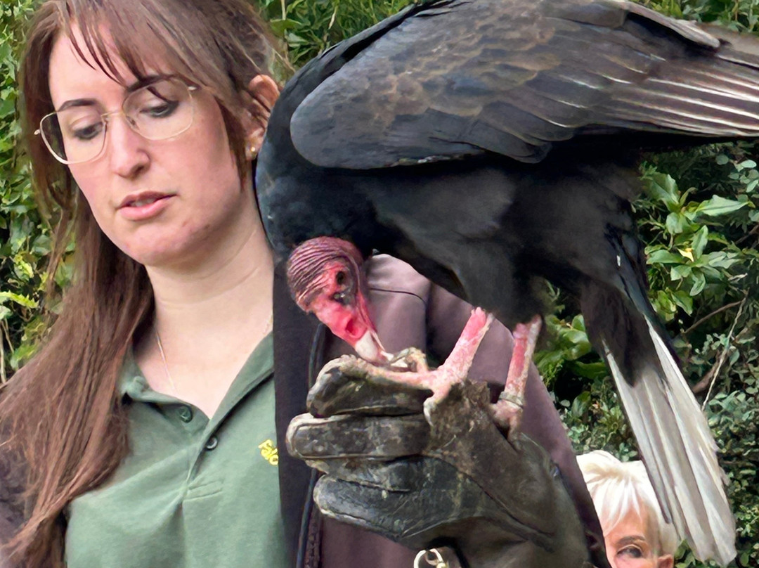 Cotswold Falconry Centre-莫顿因马什必去景点
