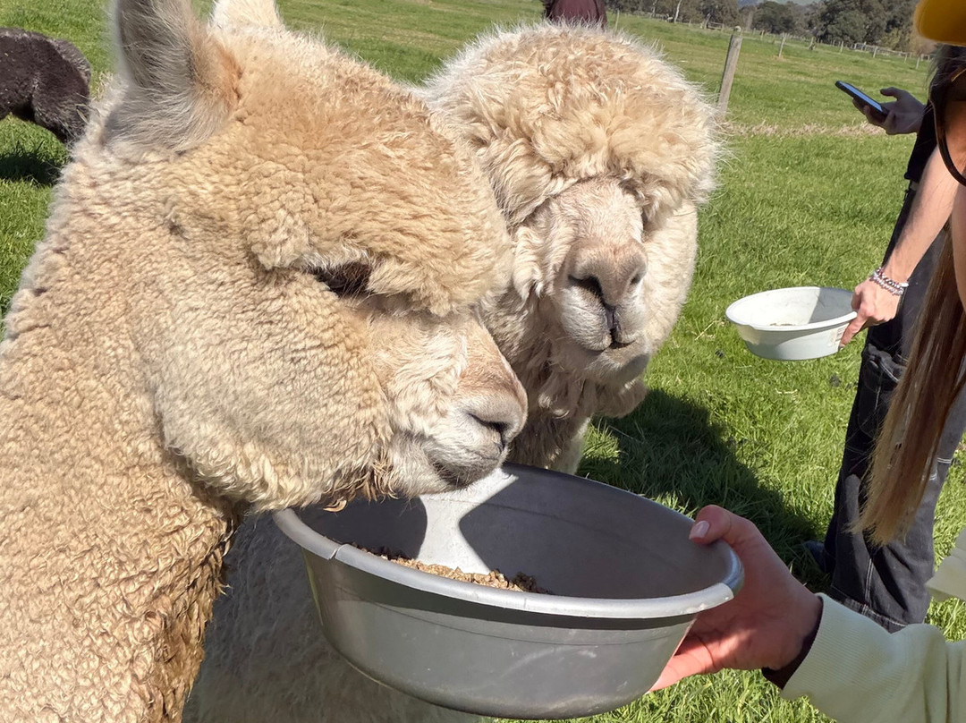 Softfoot Farm & Wildlife Park-Hindmarsh Valley必去景点